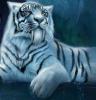 Аватар для Tigra
